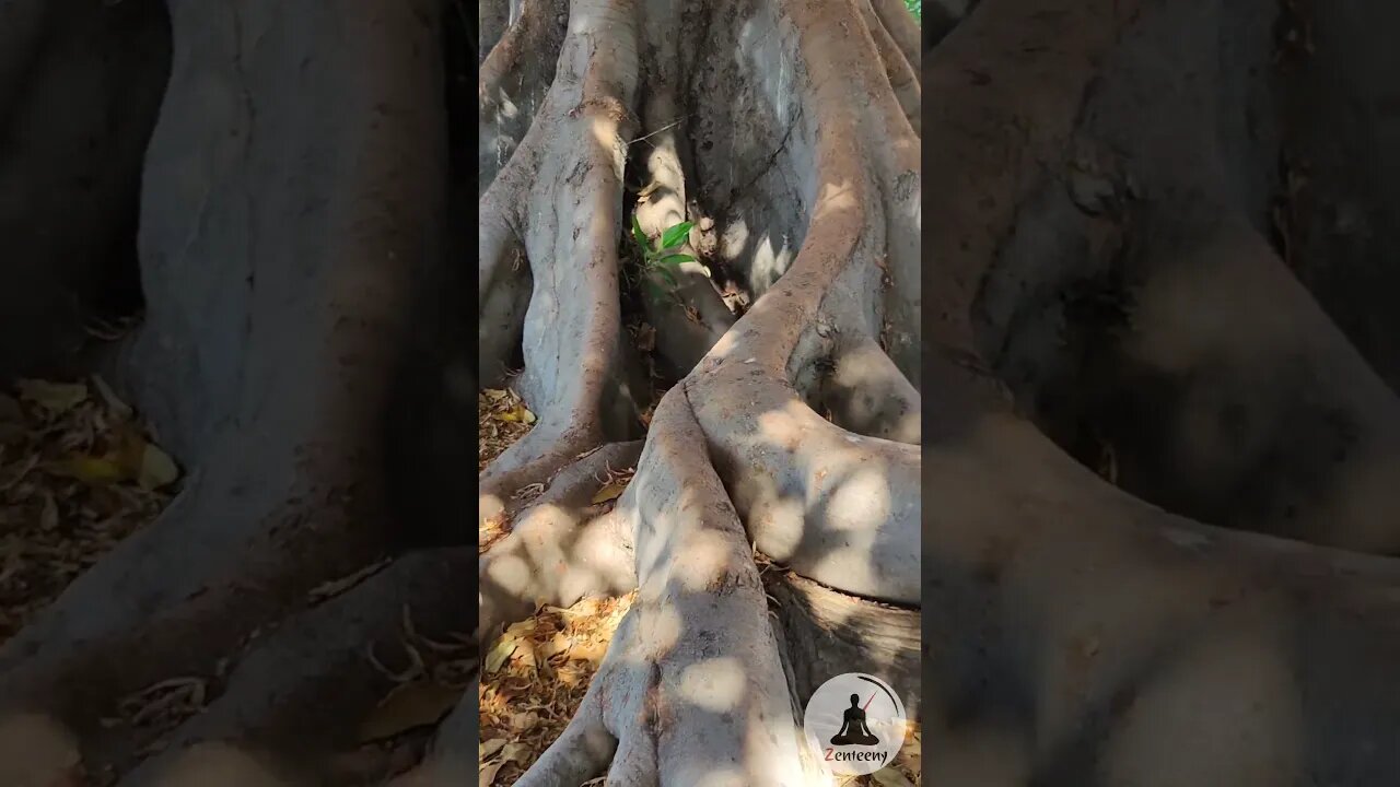 Gnarled Moreton Bay Fig Roots - Soothing Bird Chirping and Piano Music #shorts #nature