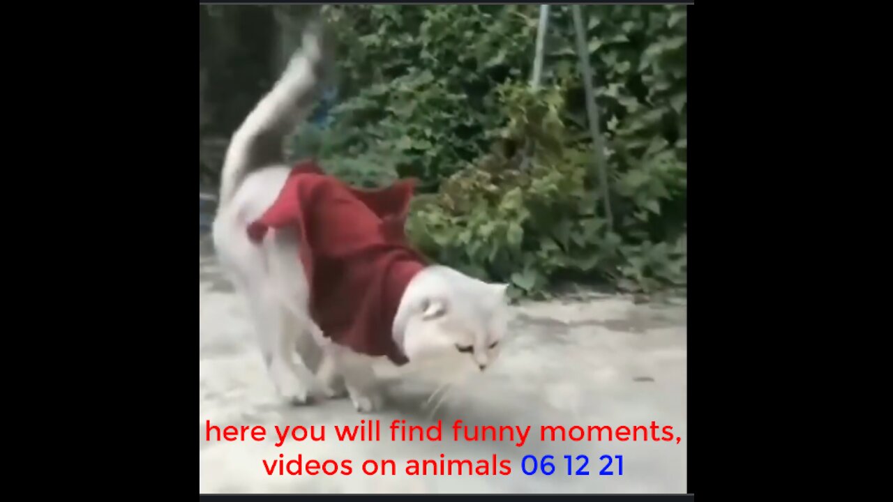 here you will find funny moments, videos on animals 06 12 21