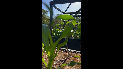 A moment in the SW Corn Patch