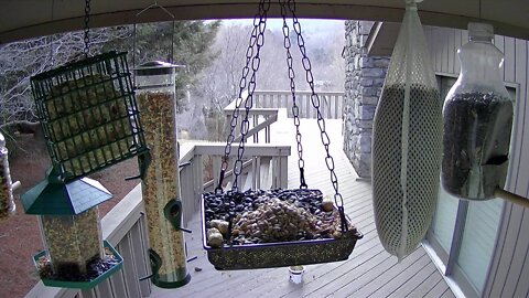 Live Stream Bird Feeder Ashville NC