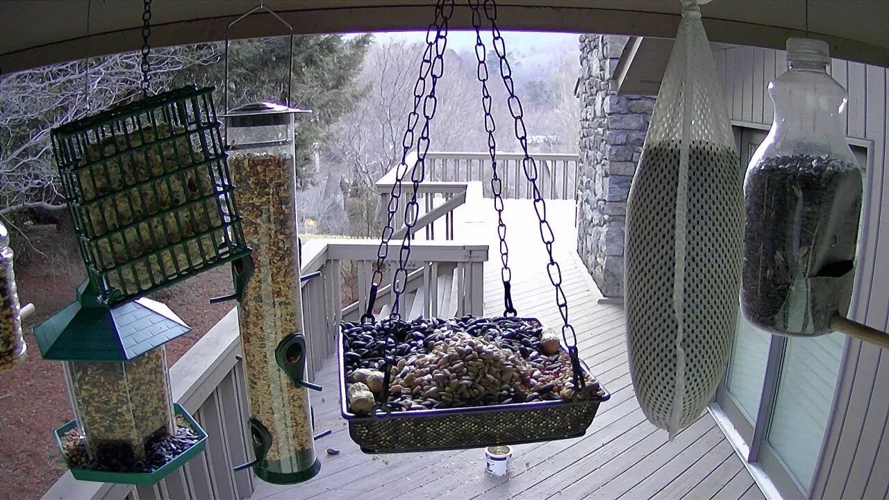 Live Stream Bird Feeder Ashville NC