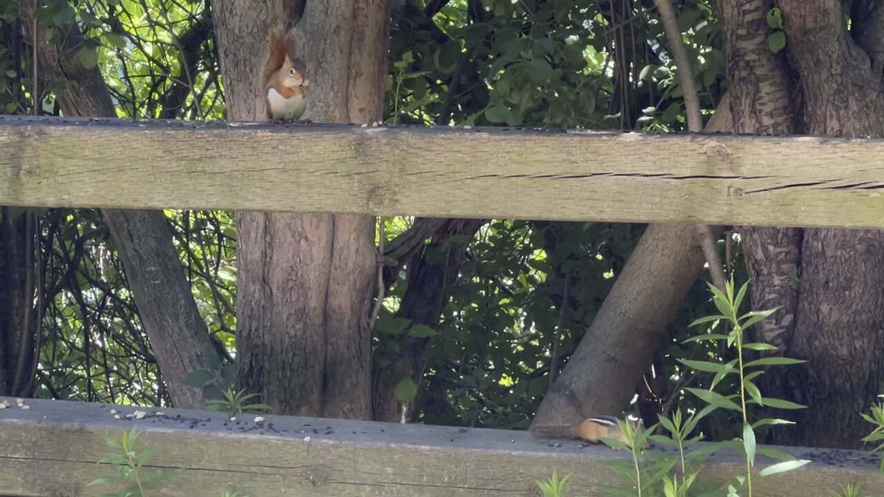 Red-Tailed squirrel and Chipmunk