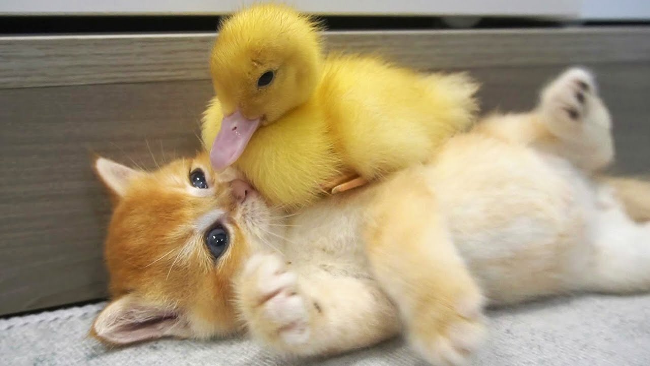 Cat Vs Duck | Funny Fighting 🤣