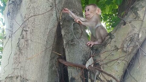 Fly Squirrels| Here Are Baby Monkeys