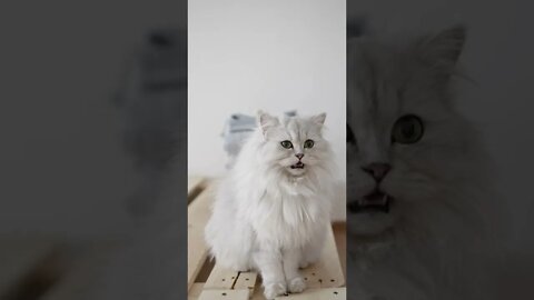 KUCING LUCU #PART 22