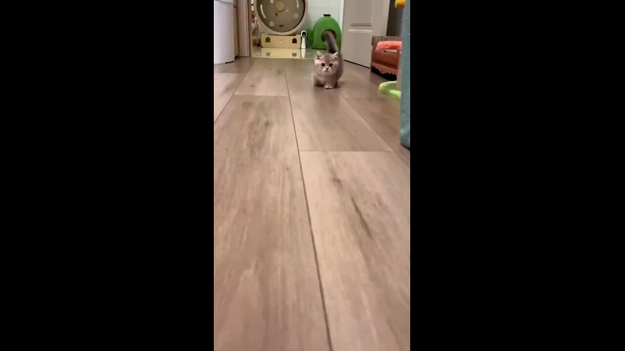 cat playing funny video