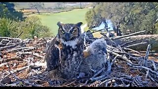 Morning Close-up 🦉 3/18/22 11:19