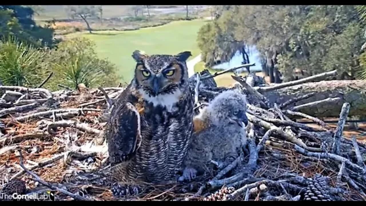 Morning Close-up 🦉 3/18/22 11:19