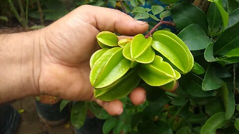 preços de frutíferas nativas e exóticas e rosas do deserto dobradas