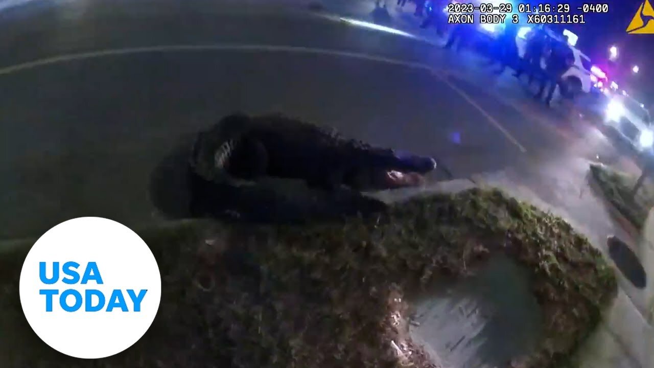 Police capture hissing gator found roaming in a Florida neighborhood | USA TODAY