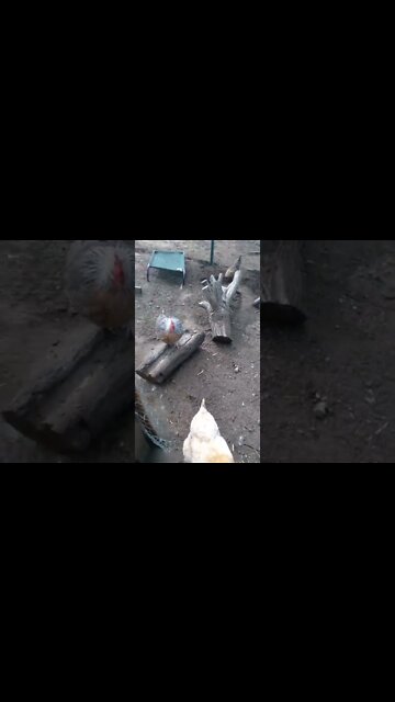 chatty hens enjoying the nice weather