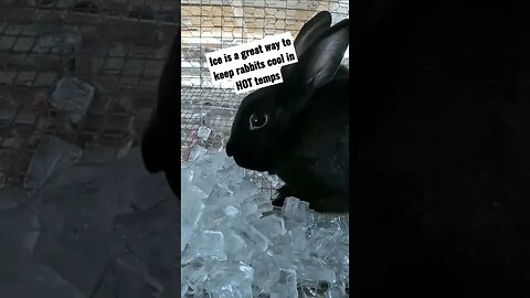 #rabbits #bunnies #hot #summer #ice #homesteading #homesteadlife #farm #farmlife #farmanimals