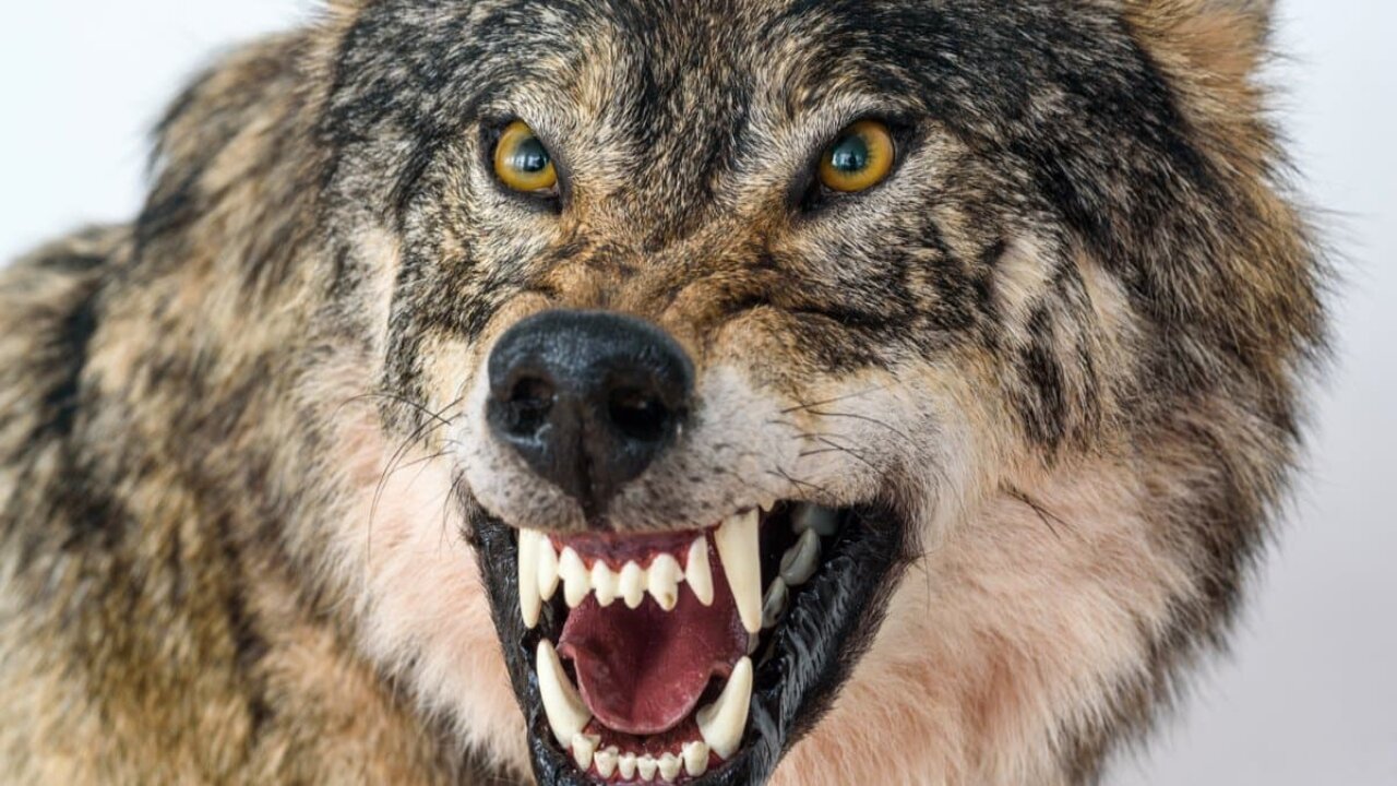 The wolf is the largest extant member of the family 'Canidae'.