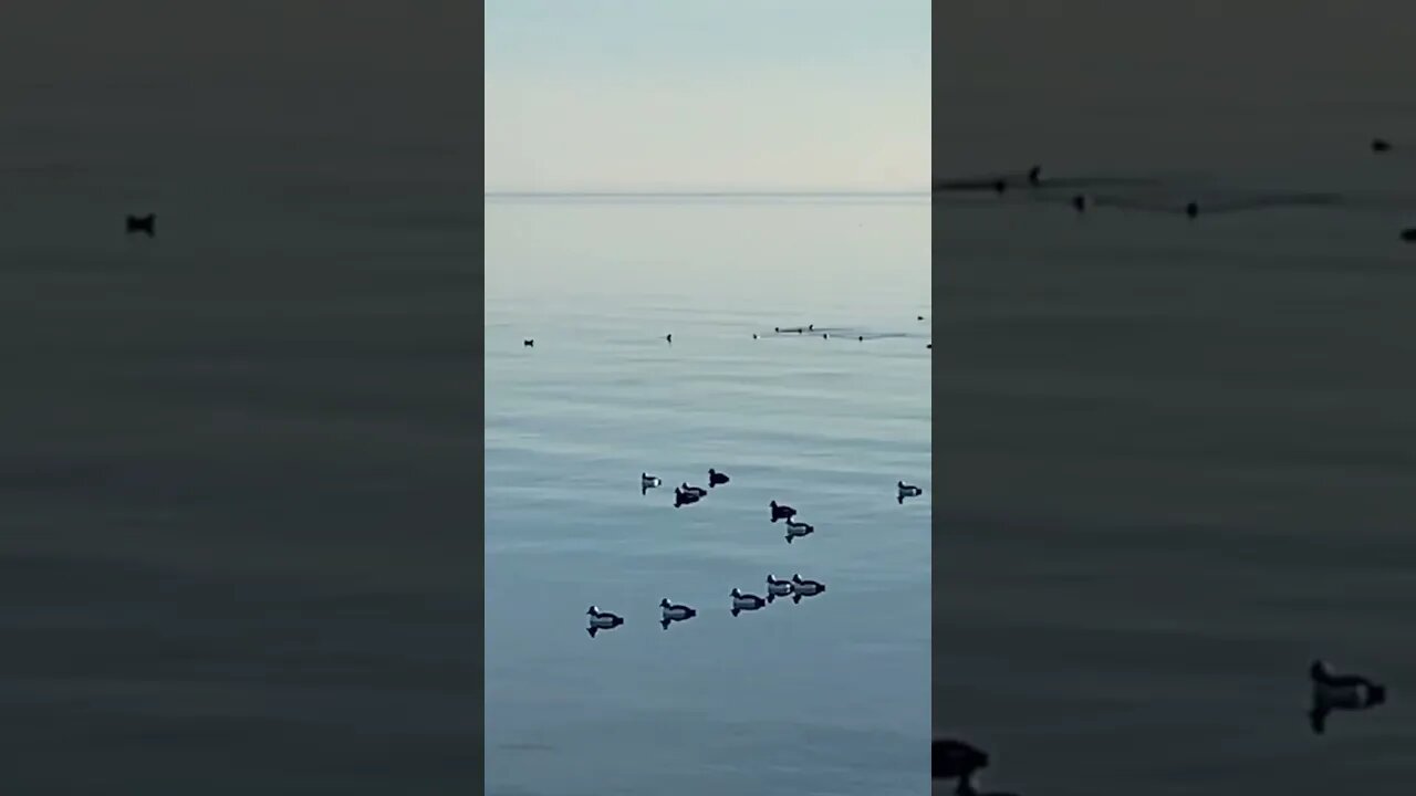 Endless Buffleheads. #outerbanks #outdoors #waterfowlhunting #shorts #short @RDReynoldsOutdoors