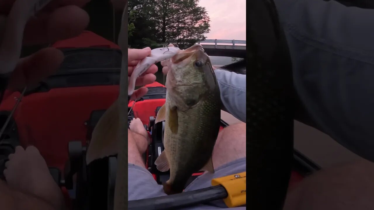 THIS is EXACTLY How You Want Them to EAT A BIG Swimbait #bassfishing #swimbaitfishing #kayakfishing