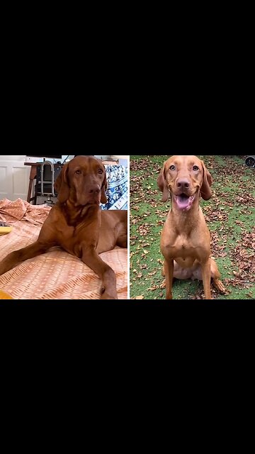 Pup Hilariously Weirded Out By Bubbles
