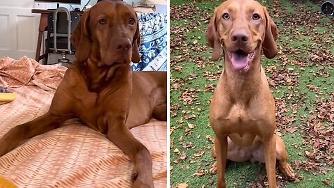 Pup Hilariously Weirded Out By Bubbles