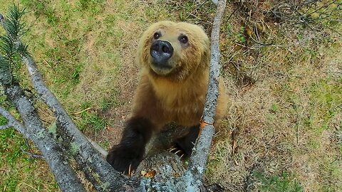 Bears Dancing in the Forest | Planet Earth II | BBC Earth