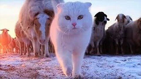 Best Funny Animal Videos 2023 - Funniest Cats And Dogs Video - Part - 29