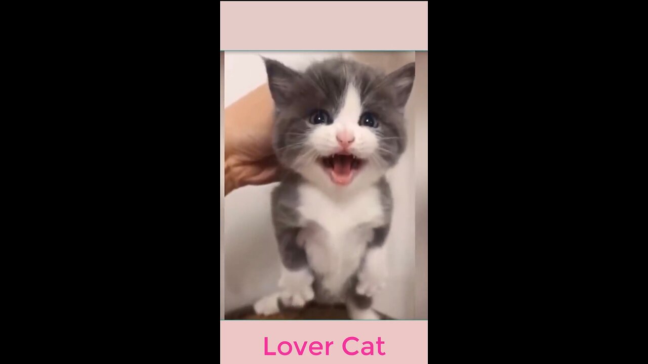 Cute and Hilarious Cat Videos Compilation