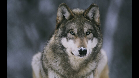 The Call of the Wild Wolf Mountain
