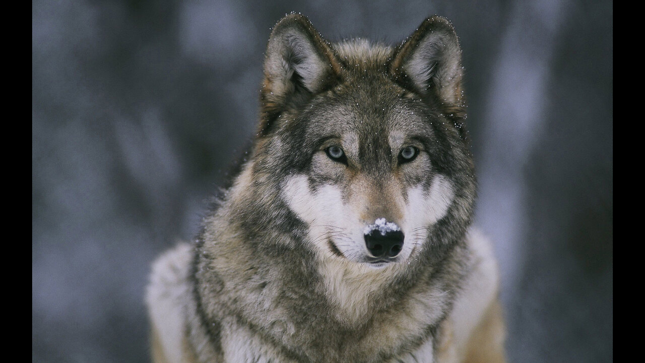 The Call of the Wild Wolf Mountain