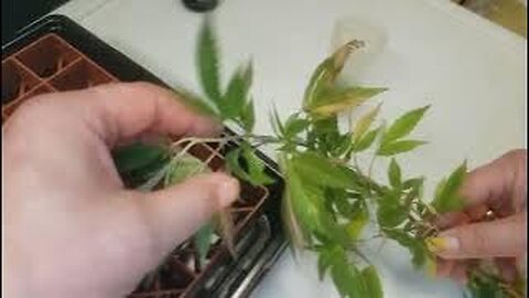Mastering Cannabis Cloning: My 90% Success Technique Unveiled