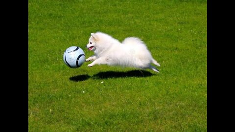 Dog playing football