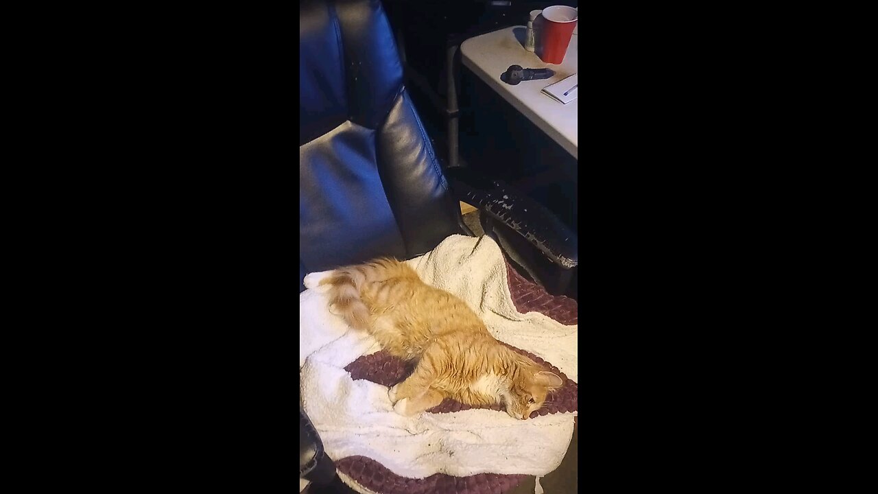 cat sucking on blanket