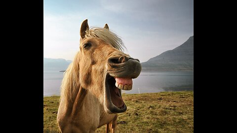 funny horses