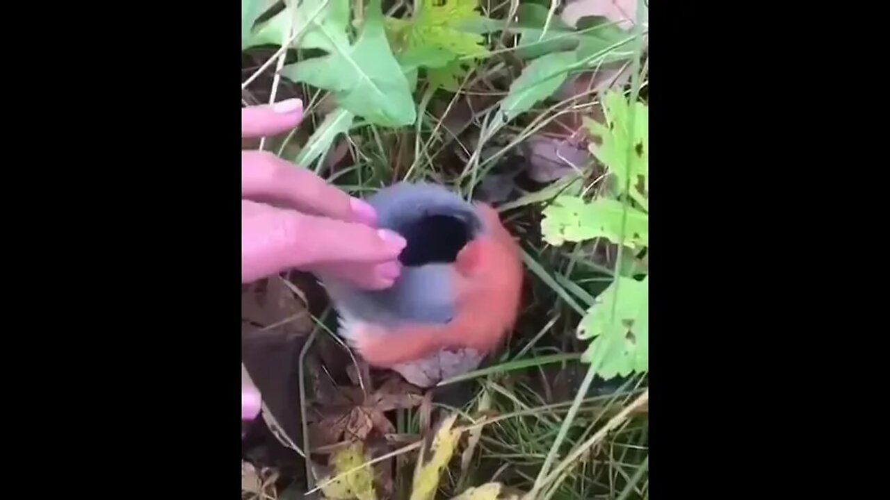 Bullfinches gain independence in the third week of life