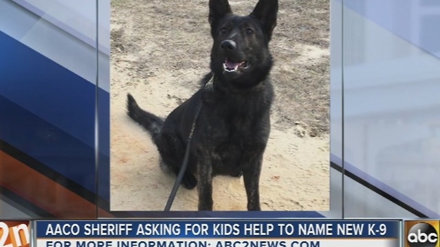 You can help name the Anne Arundel County Sheriff's new K9