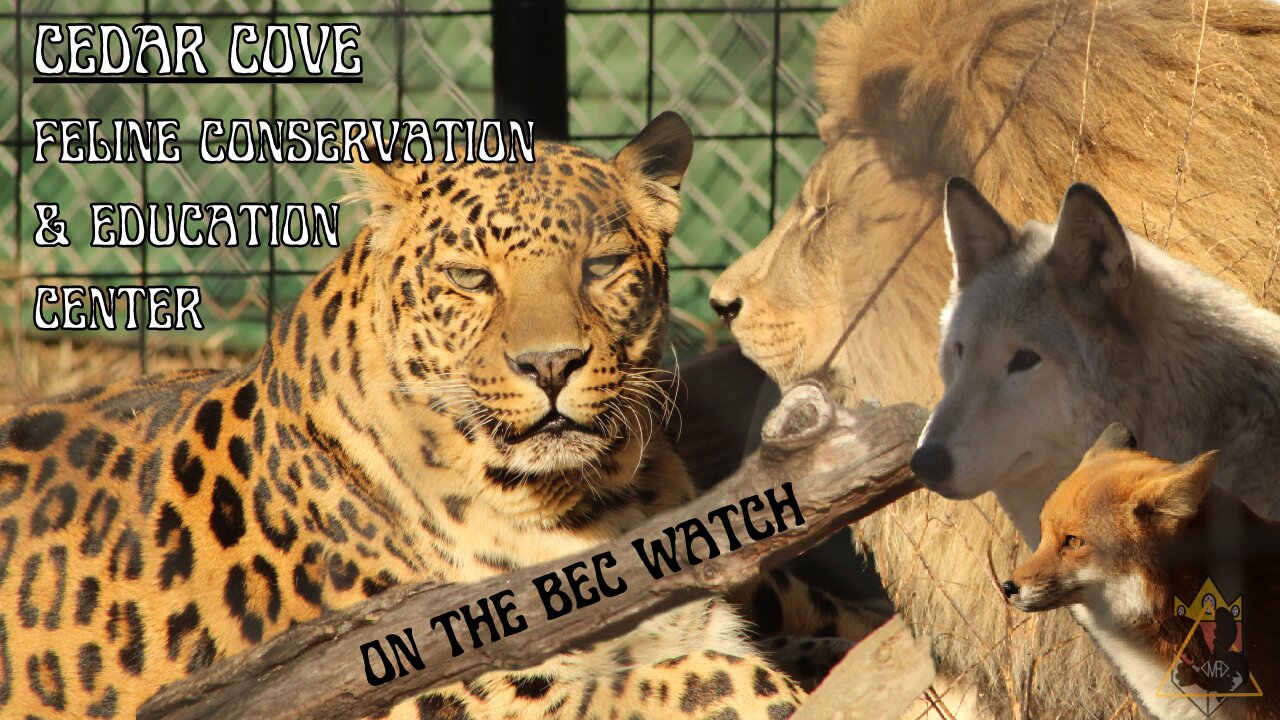 BEC Watch Entries: #20 Cedar Cove Feline Conservation Center and Education Center