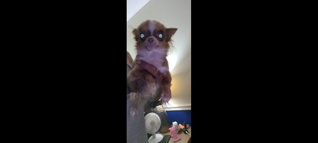 Micro Chihuahua alien