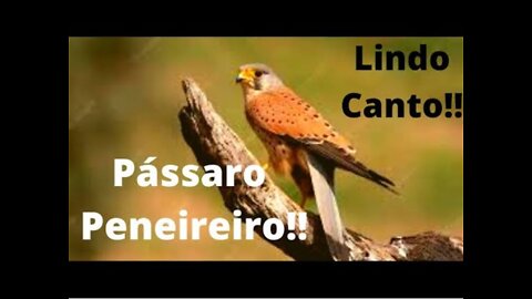 Kestrel bird!!! Beautiful Corner!! Magazine cover!!