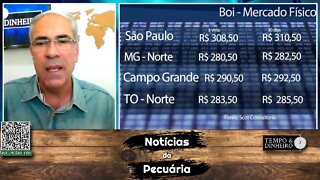 Boi gordo em plena safra com preços estáveis em SP