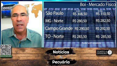 Boi gordo em plena safra com preços estáveis em SP
