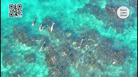 Bastion Point Dolphins 17July 2023 Mallacoota by 4k Drone