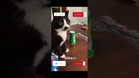 Mario Funny Cats | Cute Kittens