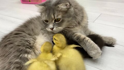 Mom cat adopted little ducklings