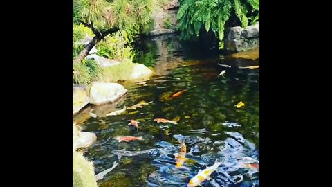 Epcot Japan Koi Pond #shorts