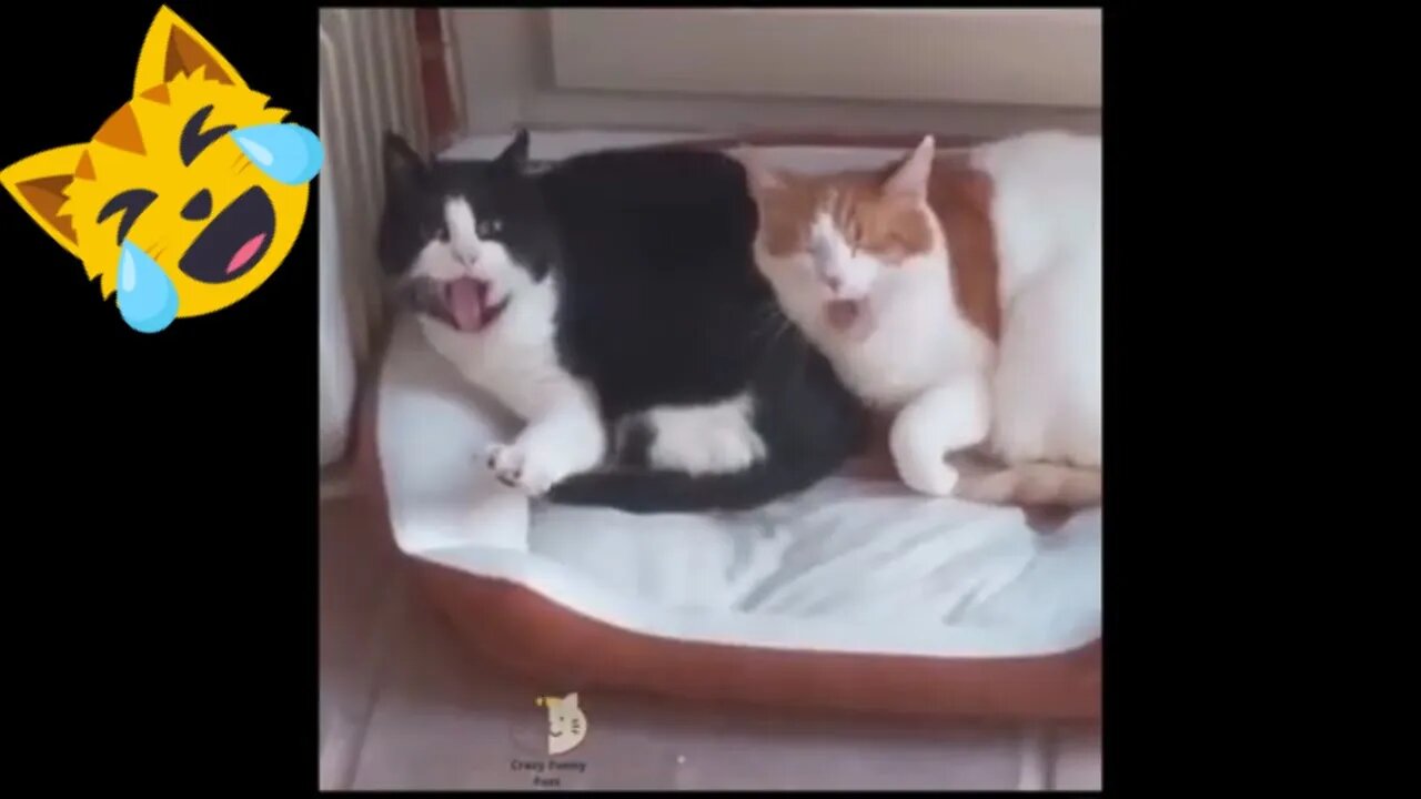 Best Funniest Pet Videos - Best Funny Animal Videos Compilation! #13