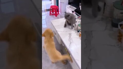 Can you see why cats beats the dog?