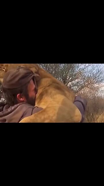 MAN HUGS A LION 😮