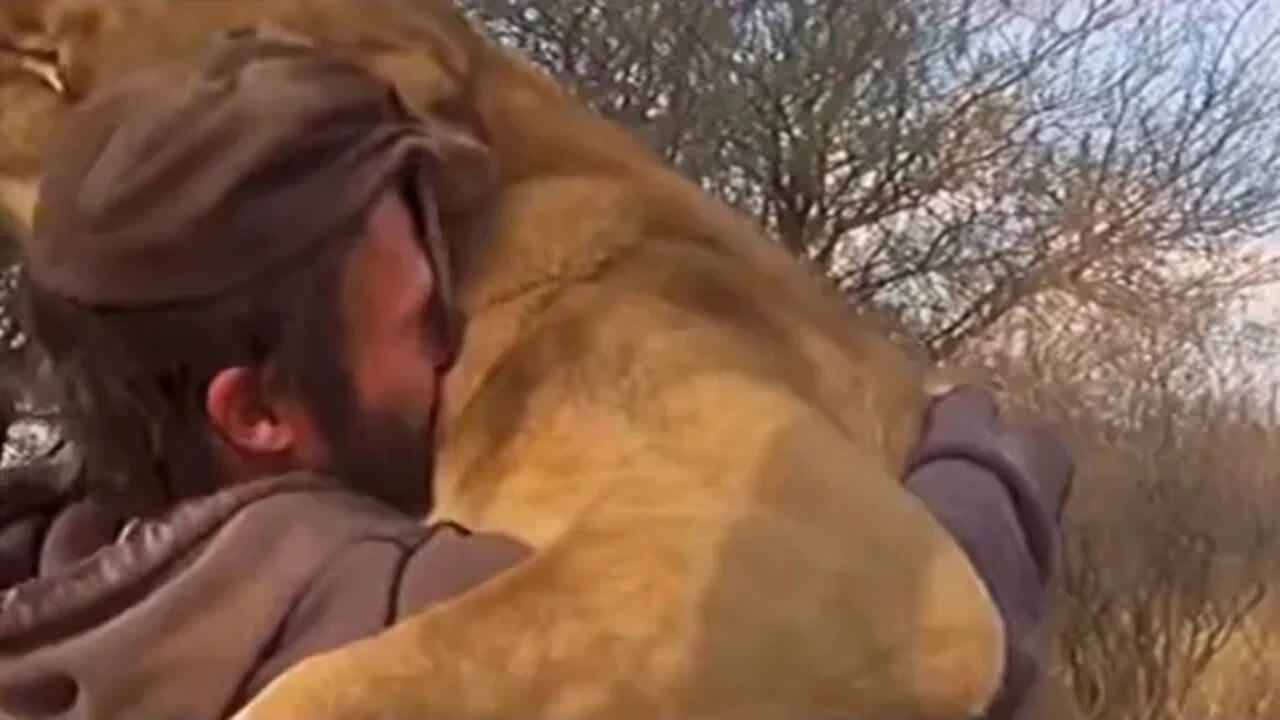 MAN HUGS A LION 😮