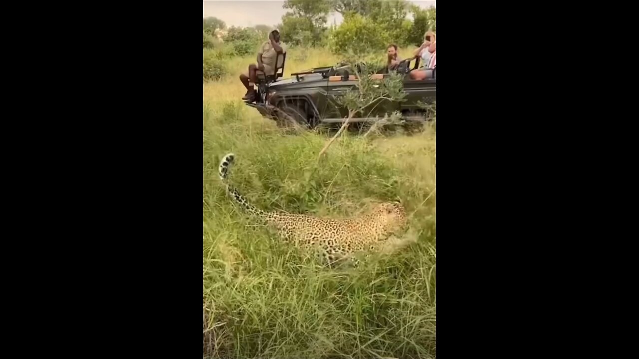 Cheetah bring its prey on the top of the tree. What a wise move! #fyp