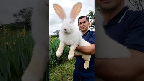 This Might Be The Biggest Bunny In The World! #Animals #Shorts