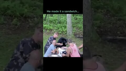 Black bears are actually very curious