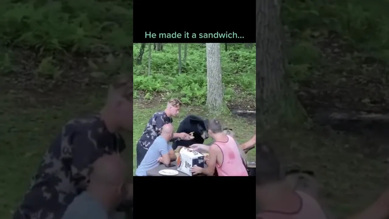 Black bears are actually very curious