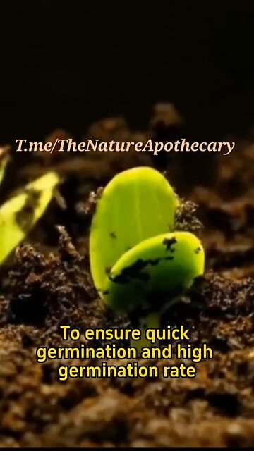 Quick Germination
